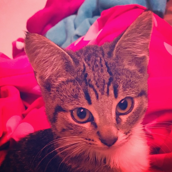 Meet your Posher, Nicki - Picture 1 of 1